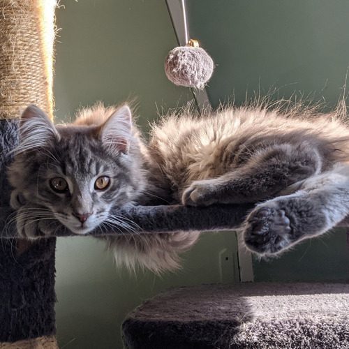 Chatterie des 'tites terreurs