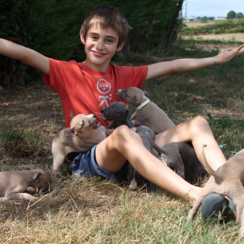 Les whippets du frison impérial - loire-atlantique