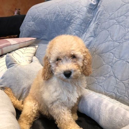 Elevage de caniches nains