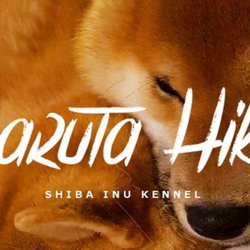 Saruta Hiko - Shiba Inu Kennel