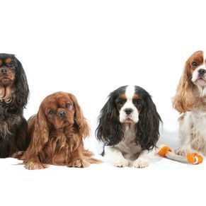 Eleveur de cavaliers king charles