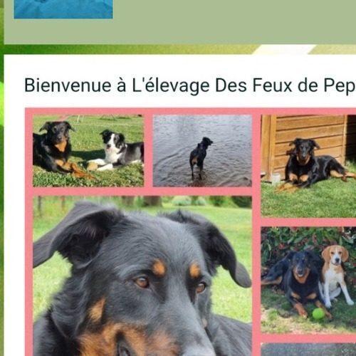 Elevage des Feux de Pep's