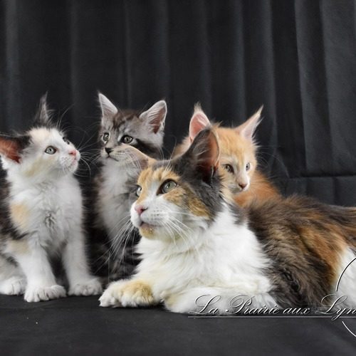 Maine coon traditionnel et polydactyle