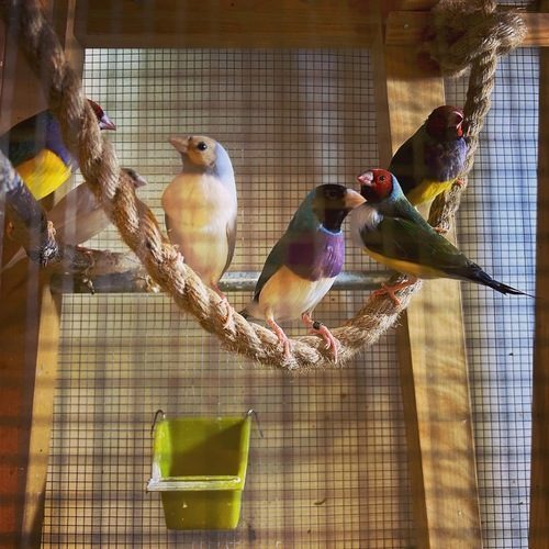 Diamants de Gould - Elevage par les parents