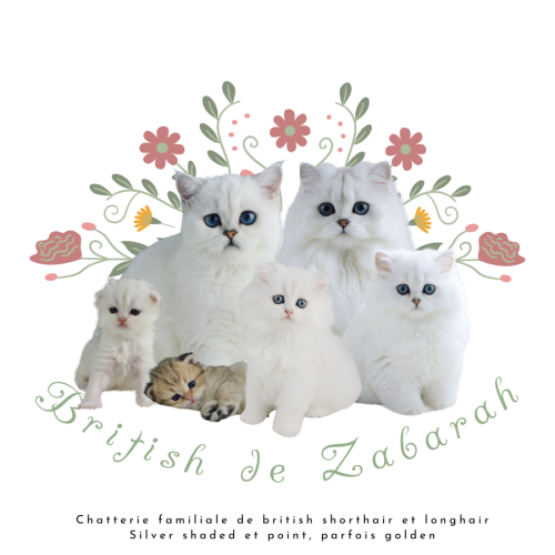 British longhair black silver shaded, et point