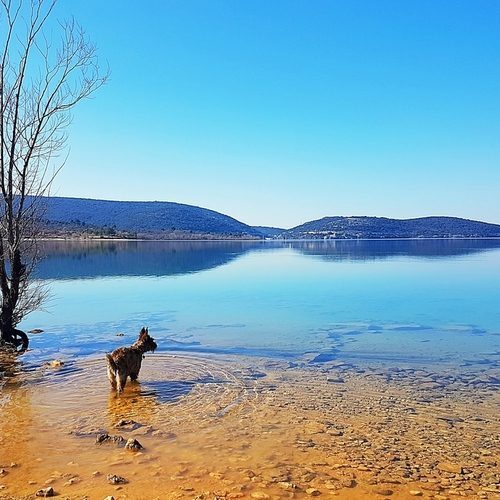 élevage familial de Berger Picard