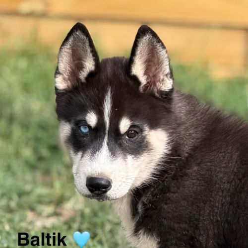 Elevage de husky sibérien