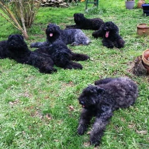 Élevage familial de bouvier des flandres