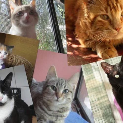 Association : A.T.A.C Association protection animale