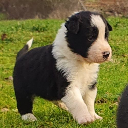Elevage de border collie