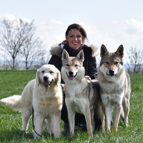 chien-loup tchécoslovaque LOF