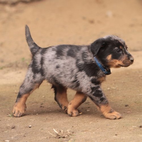 Elevage de Beauceron LOF - Noir et feu et Arlequin