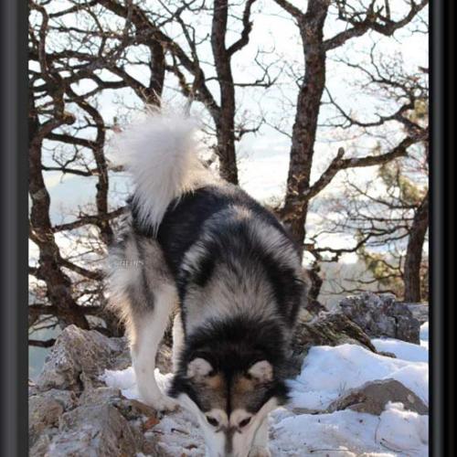 Eleveur : élevage Des Guerriers Chippewas