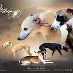 Whippet italianenjoy