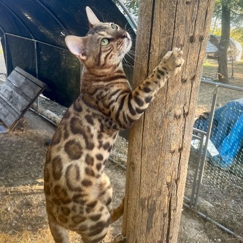 Elevage professionnel de Bengal LOOF