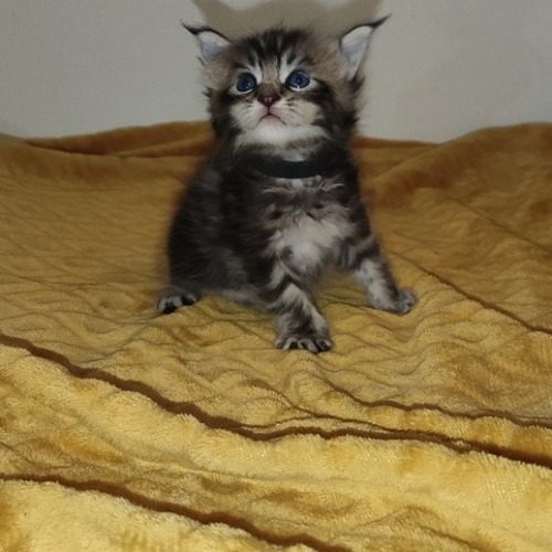 Elevage de maine coon