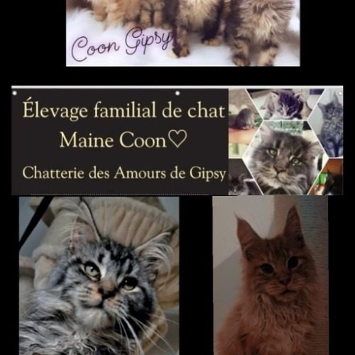 Élevage maine coon/ polydactyle