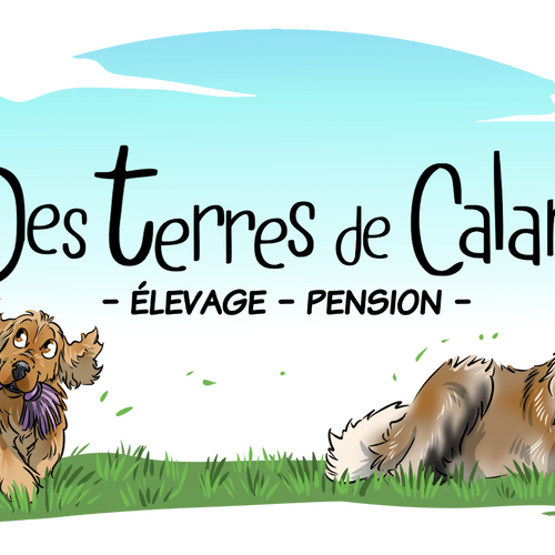 Elevage de Cocker Anglais