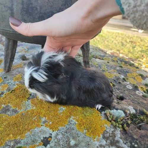 Cochon d'Inde shelty