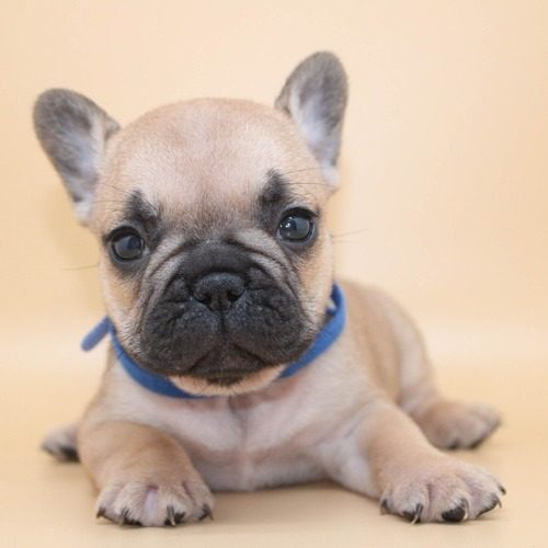 Elevage familial de bouledogue français