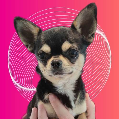 Elevage familial de Sélection