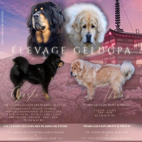 Élevage de Dogue du Tibet en France, Normandie