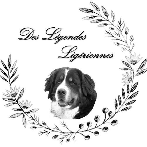 Des Légendes Ligériennes élevage Bouvier Bernois