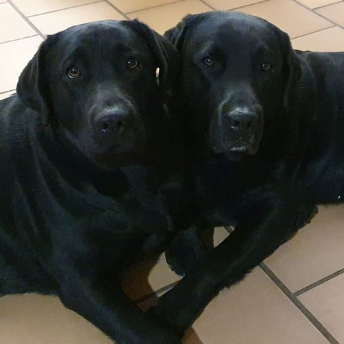 Elevage de Labrador retriever LOF