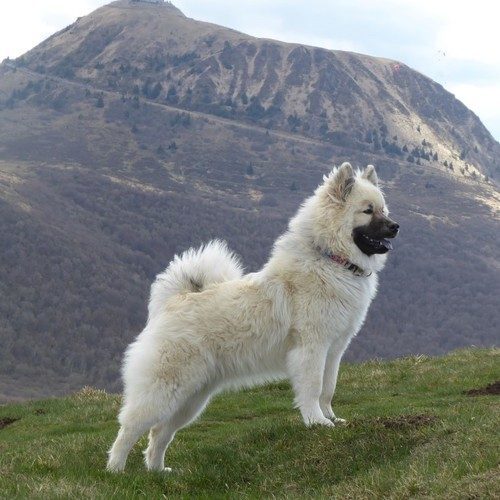 Elevage Eurasier Terres Sacrées de Riam