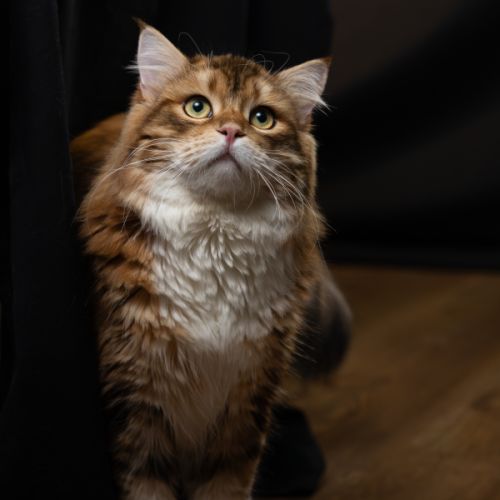 Divnaya rus, élevage familial de chats sibériens