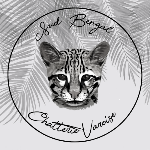 Chatons bengal LOOF descendant de champions