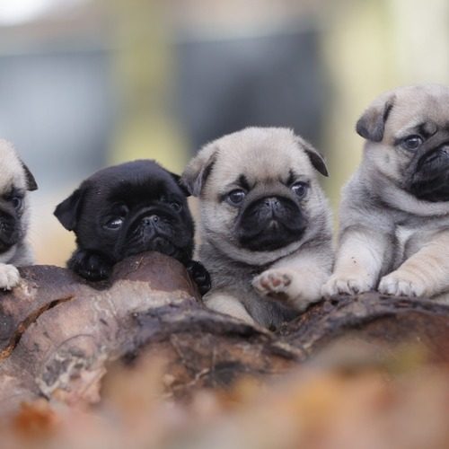 Elevage du val de l'enchanteur