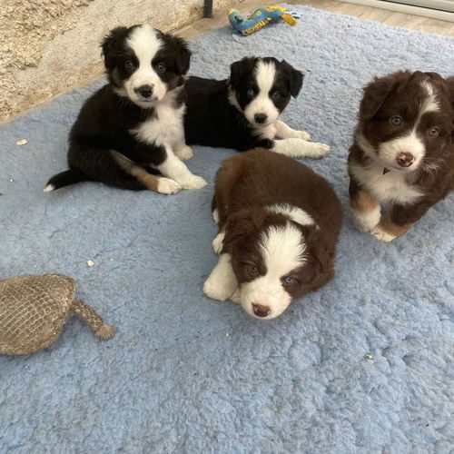 Chiots LOF Berger Américain Miniature