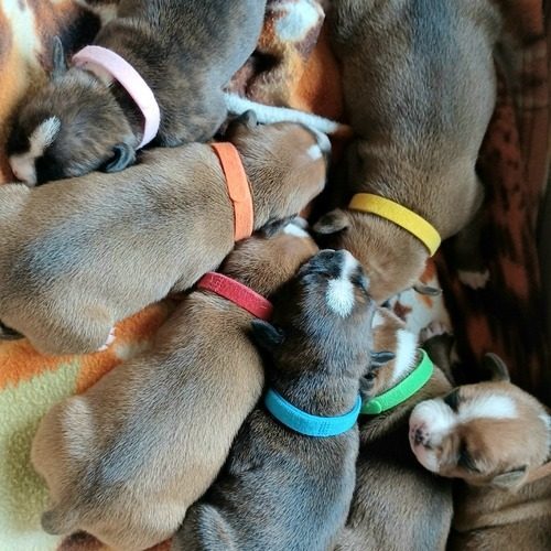 Eleveur familial staffie lof