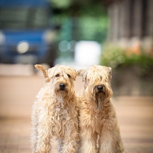 Elevage familial de Terrier Irlandais