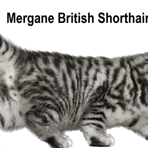 British Shorthair Black Silver Tabby