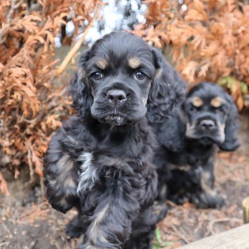 Elevage de cocker américain