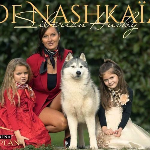 Elevage passion Siberian Husky