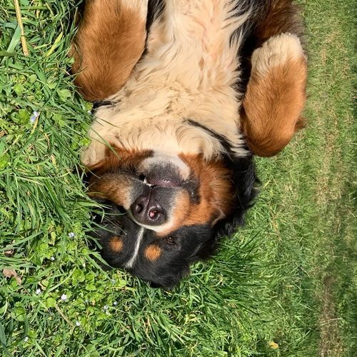 Petit élevage professionnel de bouvier bernois