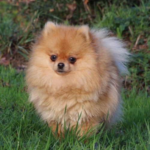 Petit élevage de Spitz 100% Amour