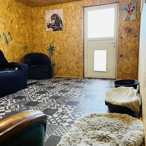 La Colo de Shadow pension collective pour chiens