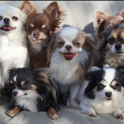 Élevage LE REPERE DES POILUS