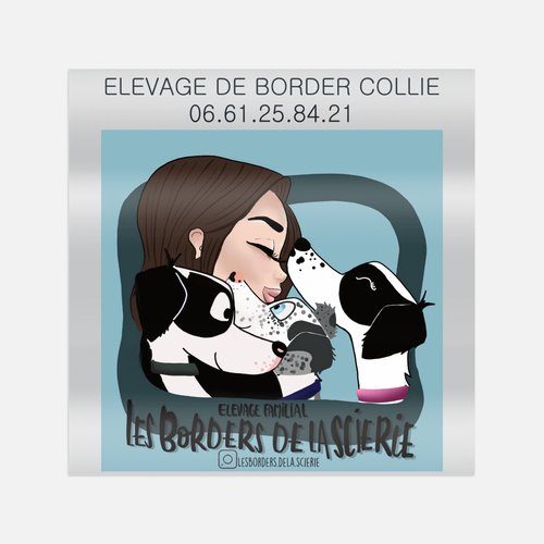 Chiots Border Collie