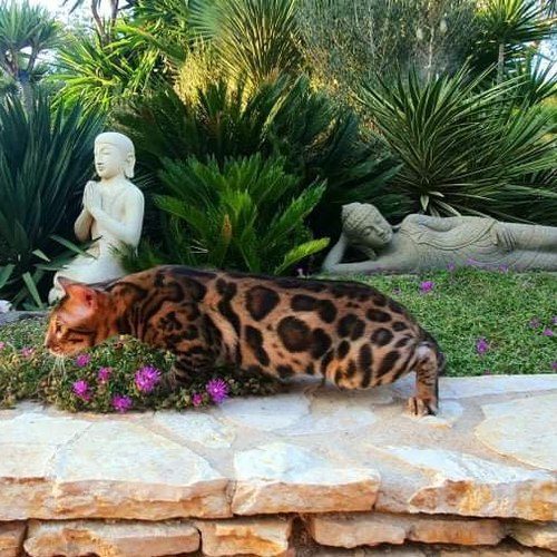 Serial Bengal : élevage de chats Bengal