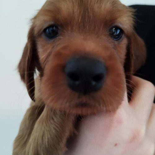 Elevage de setter irlandais