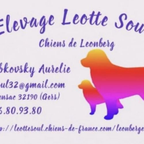 Elevage familial de leonberg leotte soul