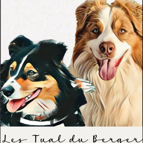 Elevage familial de berger australien