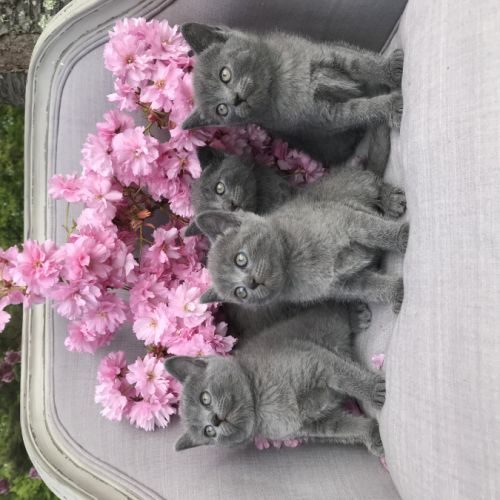 Elevage chartreux benji’s cat