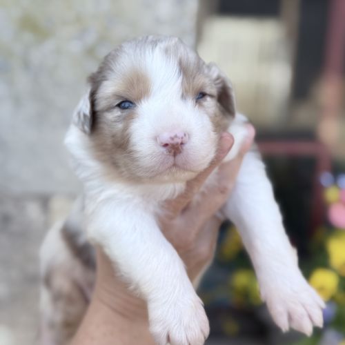 Elevage berger australien des fauminards