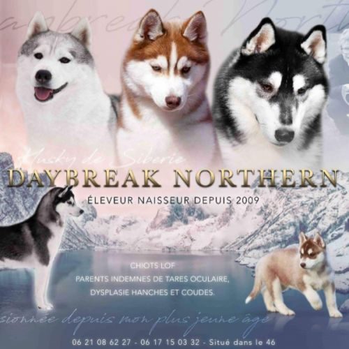Elevage de daybreak northern